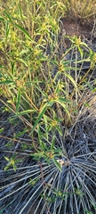 Euphorbia davidii