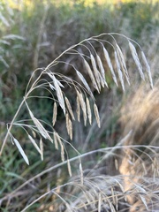 Bromus inermis