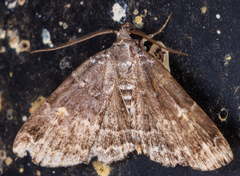 Idia americalis