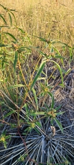 Euphorbia davidii
