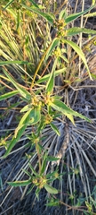 Euphorbia davidii