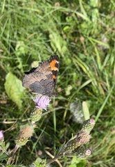 Aglais milberti