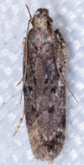 Chionodes formosella