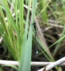 Coenagrion armatum