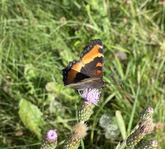 Aglais milberti