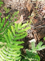 Cenostigma eriostachys