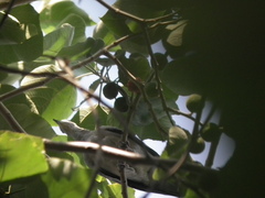 Streptopelia orientalis