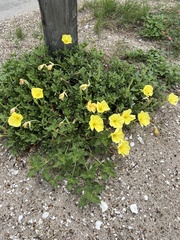 Oenothera drummondii
