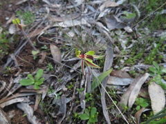Caladenia toxochila