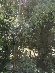 Bravaisia integerrima