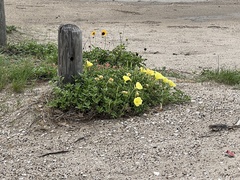 Oenothera drummondii
