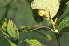 Fruticicola fruticum