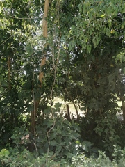 Bravaisia integerrima