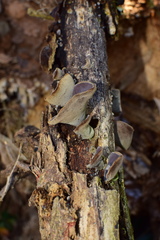 Auricularia polytricha