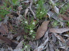 Siloxerus multiflorus