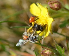 Andrena potentillae