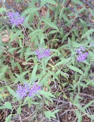 Caryopteris × clandonensis