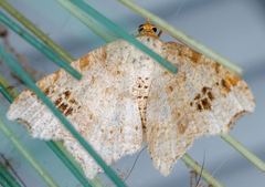 Macaria aemulataria