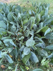 Convallaria