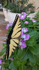 Papilio multicaudata