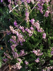 Ericeae