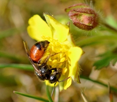 Andrena potentillae