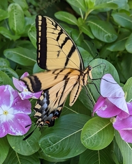 Papilio multicaudata