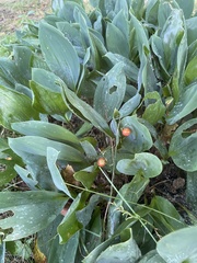 Convallaria
