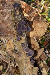 Auricularia polytricha