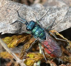 Chrysura trimaculata