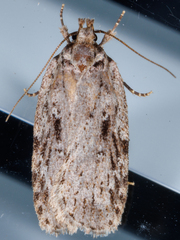Agonopterix pulvipennella