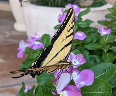 Papilio multicaudata