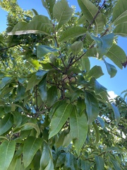 Quercus imbricaria