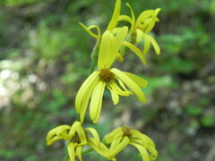 Senecio ovatus