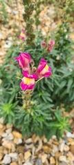 Antirrhinum