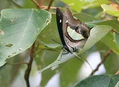 Polyura athamas
