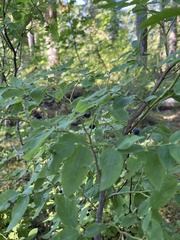 Vaccinium alaskaense