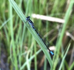Coenagrion pulchellum
