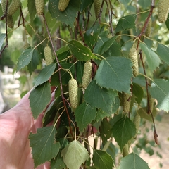 Betula celtiberica