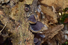 Auricularia polytricha