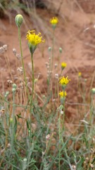 Hymenopappus filifolius