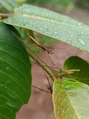 Tetragnathidae