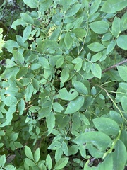 Vaccinium alaskaense
