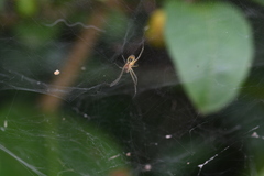 Cyrtophora cicatrosa