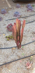 Euphorbia trigona