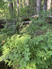 Vaccinium alaskaense