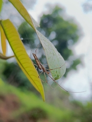 Tetragnathidae