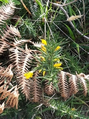 Ulex