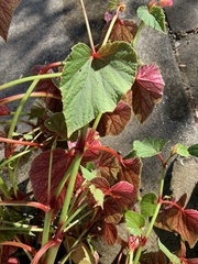 Begonia grandis