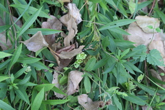 Silene baccifera